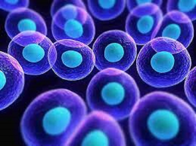 Descoberto biomarcador que permite agir atempadamente na evolução de lúpus no rim